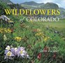 Wildflowers of Colorado (Colorado Littlebooks)