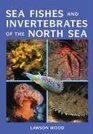 Sea Fishes and Invertebrates of the North Sea