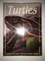 TurtlesPoster Book