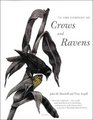 In the Company of Crows and Ravens