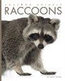 Amazing Animals Raccoons