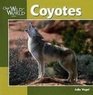 Our Wild World Coyotes