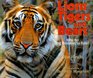 Lions Tigers and Bears Why Are Big Predators So Rare