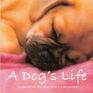 A Dog's Life: inspiration for dog lovers everywhere