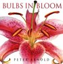 Bulbs in Bloom