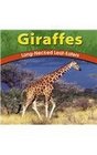 Giraffes LongNecked LeafEaters
