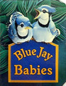 Blue Jay Babies