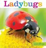 Seedlings Ladybugs