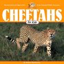 Cheetahs for Kids (Wildlife for Kids Series)