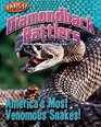 Diamondback Rattlers America's Most Venomous Snakes