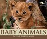 Baby Animals of the Grasslands