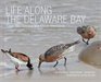 Life Along the Delaware Bay Cape May Gateway to a Million Shorebirds