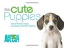Too Cute Puppies Animal Planet's Most Impossibly Adorable Puppies