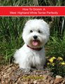 How to Groom A West Highland White Terrier Perfectly A Step By Step Instruction Guide for Beginners