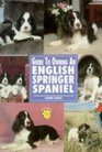 Guide to Owning an English Springer Spaniel