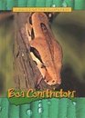 Animals of the Rainforest Boa Constrictors