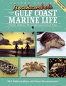 Beachcomber's Guide to Gulf Coast Marine Life Florida Alabama Mississippi Louisiana  Texas