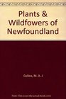 Plants  Wildfowers of Newfoundland