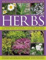 An Illustrated Encyclopedia of Herbs A comprehensive AZ of herbs and their uses with 700 color photographs