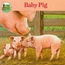 Baby Pig