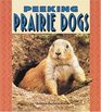 Peeking Prairie Dogs