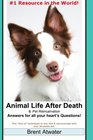 Animal Life After Death  Pet Reincarnation Answers for all your heart's Questions