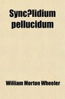 Syncelidium Pellucidum A New Marine Triclad