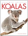 Amazing Animals Koalas