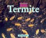 Bugs  Termites
