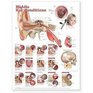 Middle Ear Conditions Anatomical Chart