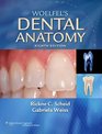 Woelfel's Dental Anatomy Its Relevance to Dentistry