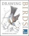 Drawing Birds