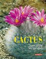 Cactus The Most Beautiful Species and Their Care