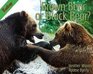 Brown Bear or Black Bear