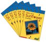 SuperScience Readers  Diary of A Sunflower