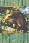 Animals of the Rainforest Anteaters