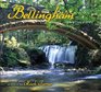 Bellingham Impressions