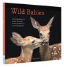 Wild Babies Photographs of Baby Animals from Giraffes to Hummingbirds