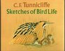 Sketches of bird life