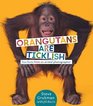 Orangutans Are Ticklish Fun Facts from an Animal Photographer