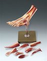 Muscles of the Foot Model
