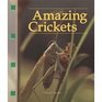 Amazing Crickets