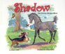 Shadow The Curious Morgan Horse