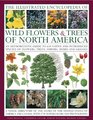 The Illustrated Encyclopedia of Wild Flowers  Trees of North America An expert reference and identification guide to over 2000 wild flowers and plants  beautiful watercolours maps and photographs