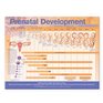 Prenatal Development Anatomical Chart