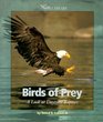 Birds of Prey A Look at Daytime Raptors