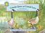 Canada Goose at Cattail Lane  a Smithsonian's Backyard Book