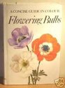 Flowering Bulbs