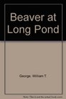 Beaver at Long Pond