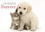 Friends Forever Boxed Notecards